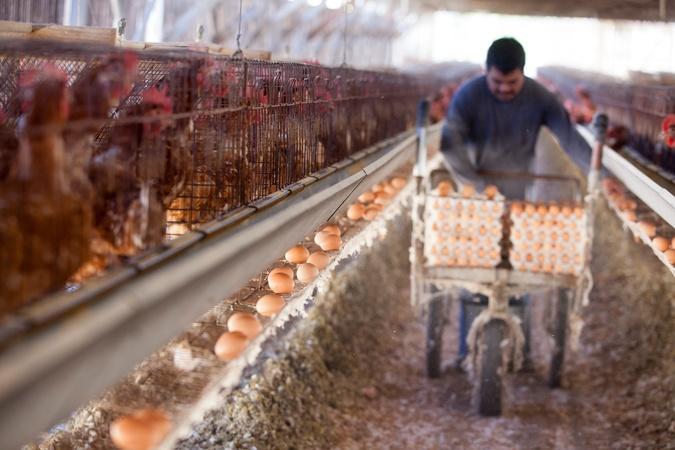 As bird flu epidemic spreads, egg prices begin to soar