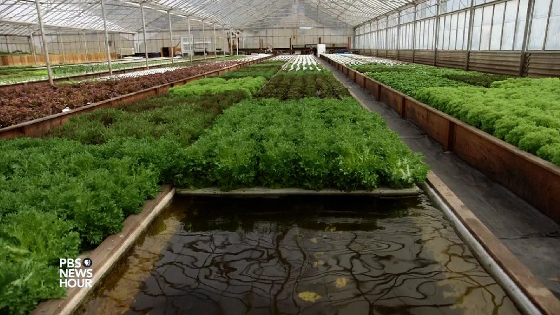 PBS NewsHour Aquaponic farming saves water, but can it