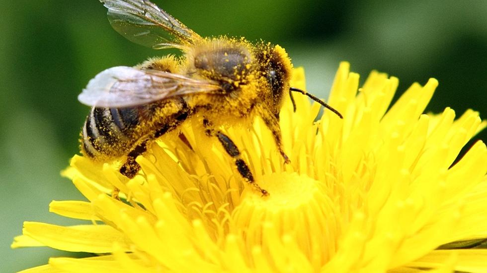 Are pesticides to blame for the massive bee die-off? image