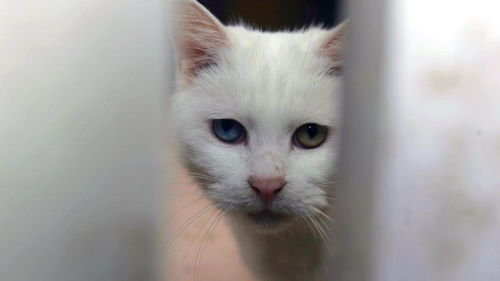 Why activists are fighting over feral felines image