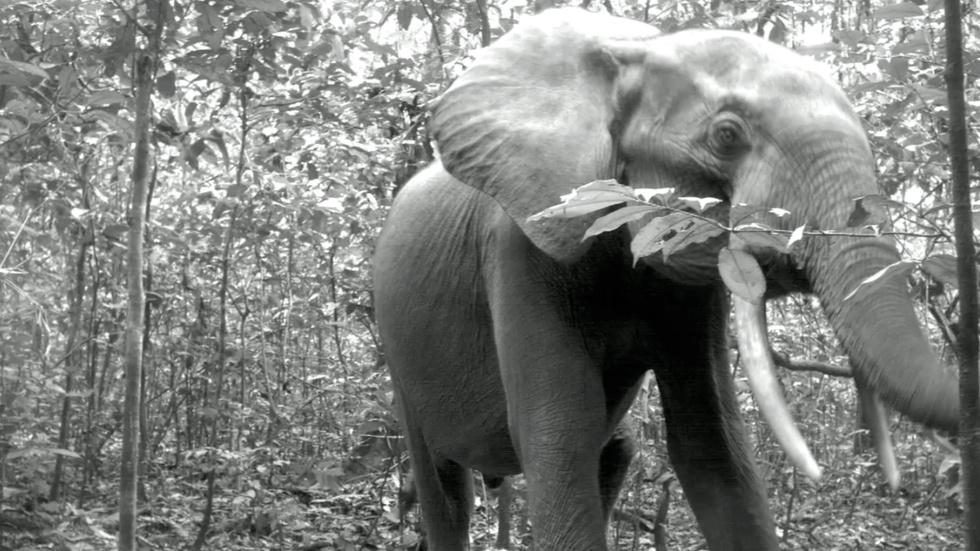 Photos reveal that protecting animal habitats is working image