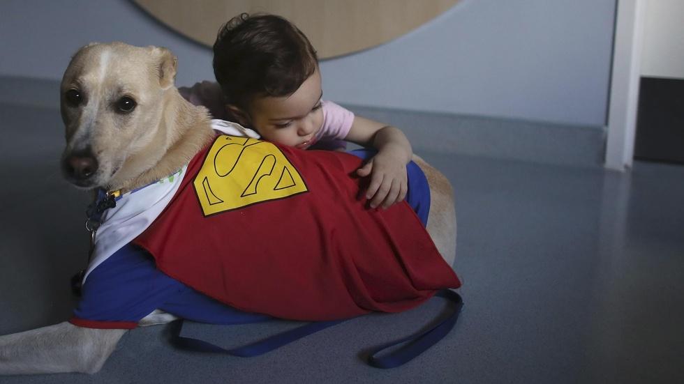 'Courtroom dogs' help child crime victims tell their stories image