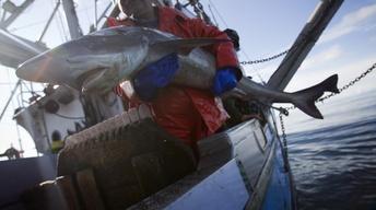 Can the seafood industry get Americans to eat local fish?
