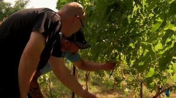Training Students for Jobs in Washington's Wine Industry