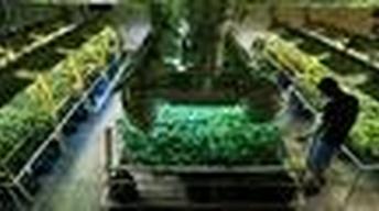 Colo. Voters Legalize Pot, State Anxious Over Gov't Reaction