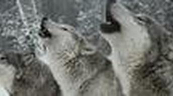 Living with the Wolves