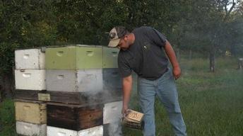 Beekeepers Feel the Sting of Climate Change image