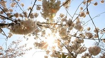The Nation's Capitol's Cherry Blossoms Are in Full Bloom