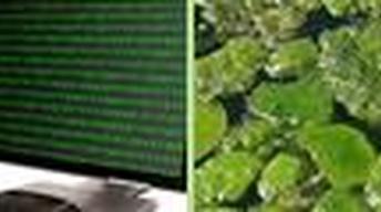 S4 Ep6: Public Genomes, Algae Fuel, Mystery of the Gakkel Ri