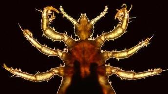 Lice and Human Evolution image