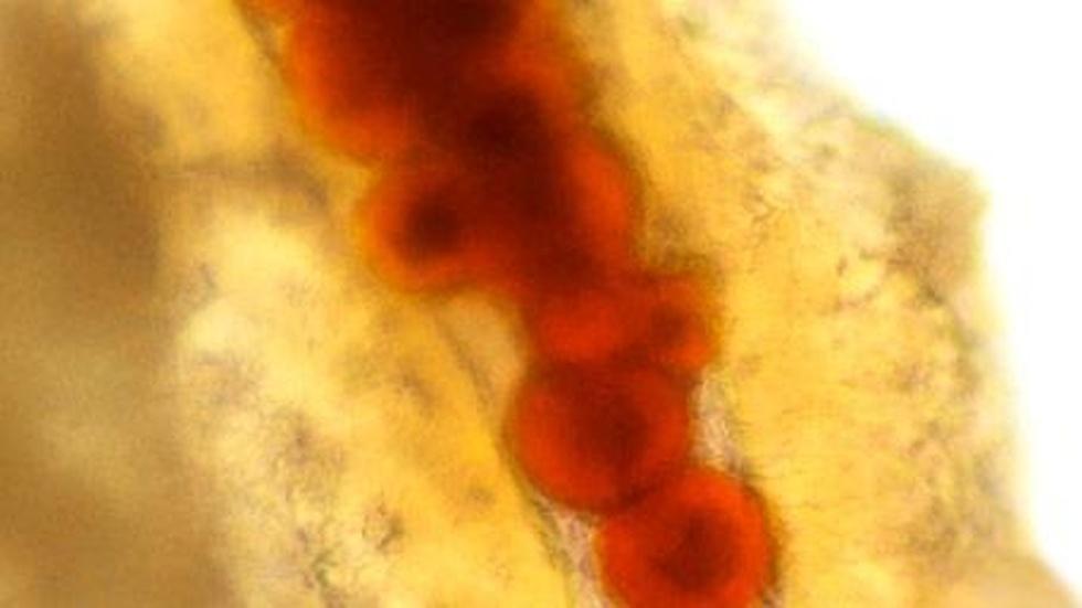 T. Rex Blood? image
