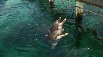 S5 Ep4: Dolphin Reading Test