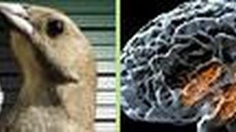S4 Ep7: Saving Hubble Update, Gangster Birds, How Memory Wor