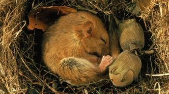 Human Hibernation image