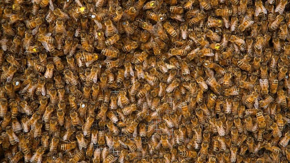 S6 Ep5: The Waggle Dance image