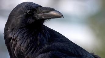 S41 Ep8: Animal Minds: Birds Preview