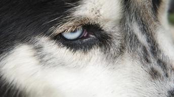 S41 Ep9: Animal Minds: Dogs Preview