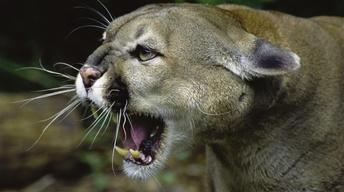 Wild Predator Invasion image