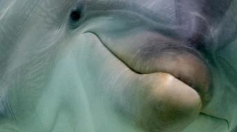 Inside Animal Minds: Who's the Smartest?