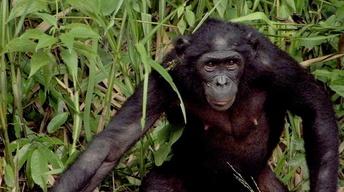 S35 Ep7: Can the Bonobo Get the Apple?