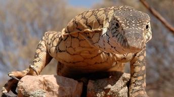 S36 Ep16: Lizard Kings
