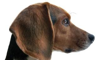 S37 Ep14: Dogs Decoded