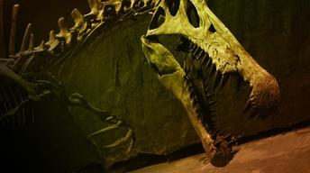 S41 Ep19: Bigger Than T. rex Preview