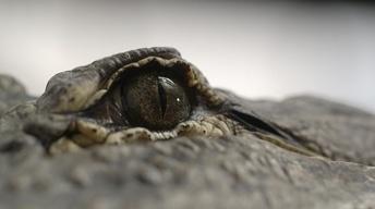S41 Ep19: Spinosaurus vs. Alligator