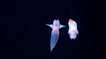 S42 Ep11: Sea Butterflies in Danger