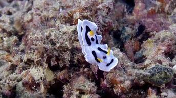 S42 Ep11: DNA-Testing Reef Diversity