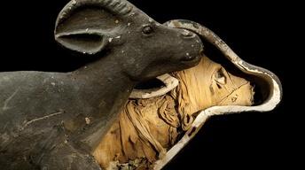 S42: Animal Mummies Preview
