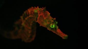 S43 Ep9: Creatures of Light