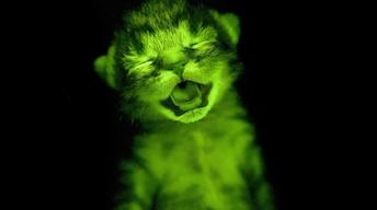S43 Ep9: The Hidden Fluorescent World