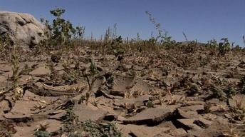 The Climate Wild Card image