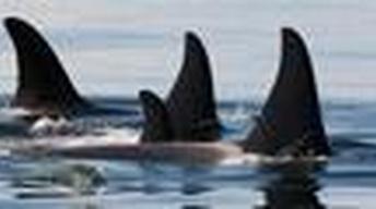 Call of the Killer Whale image