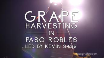 Grape Harvesting in Paso Robles image