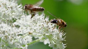 The Queen's Bees