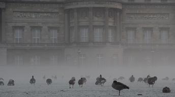 The Queen's Garden