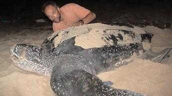 Trinidad's Turtle Giants image