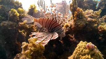 Scourge of the Lionfish image