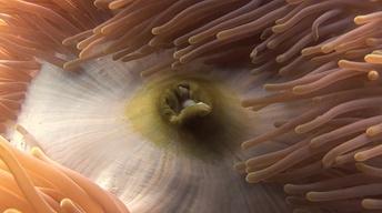 Pemba's Reef Splendor image