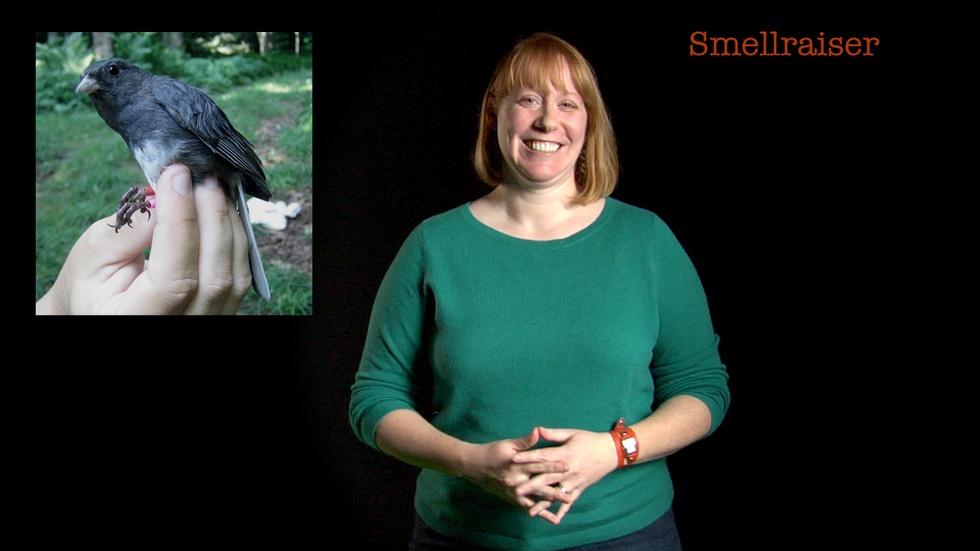 S2013 Ep34: Danielle Whittaker: Smellraiser image