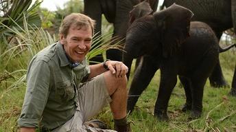 Elephants