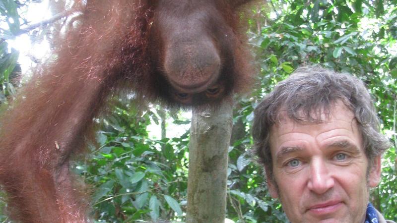 Sex in the Wild: Orangutans | Preview
