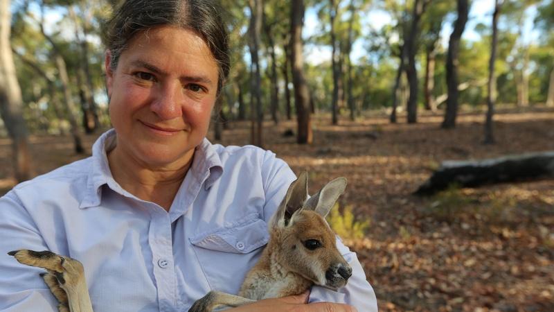 Sex in the Wild: Kangaroos | Preview