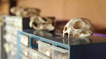 Zooarchaeology image