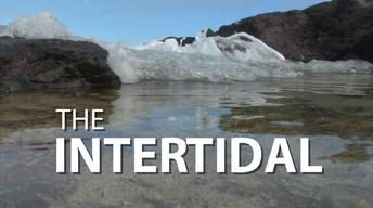 The Intertidal image