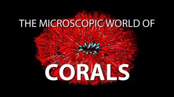 The Microscopic World of Corals image