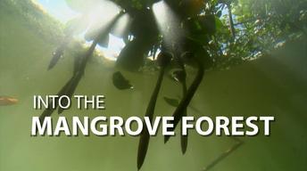 Into the Mangrove Forest image