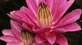Wet: Learn About Water in Your Garden